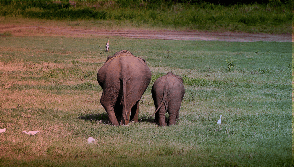 two elephants