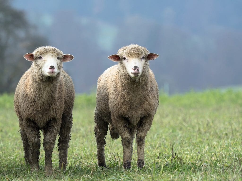 two sheep